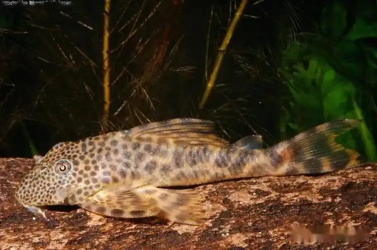 每天认识一种南美鱼101蛇纹美洲豹