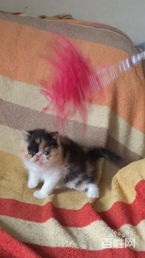 【图】- 自家繁育精品双血统加菲,火焰双色布偶弟弟 - 沈阳新民猫猫