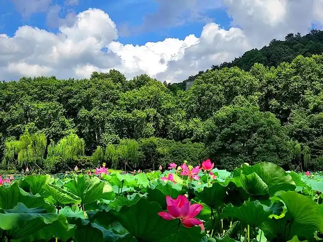 (首发) 蓝天 白云 映日荷花别样红