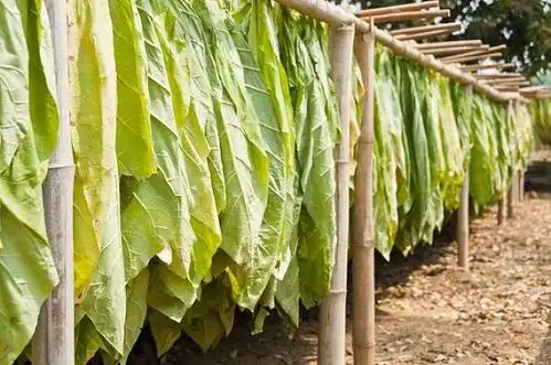 烟草图片_图片大全