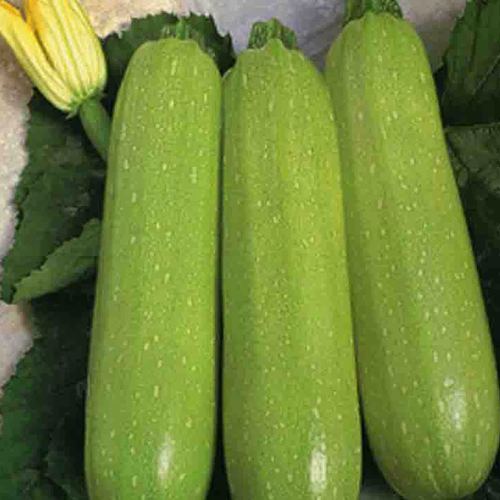 新鲜云南小瓜三月西葫芦当季蔬菜嫩瓜甜瓜脆瓜其它