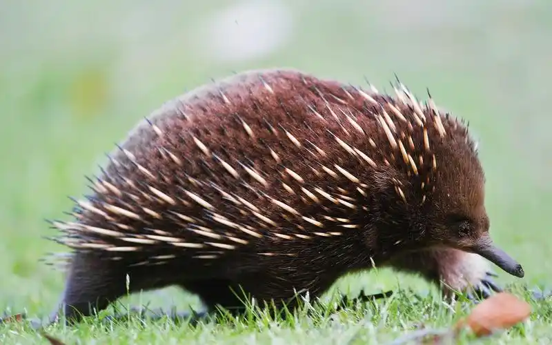 壁纸 刺猬,刺,草