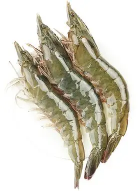 虾鲜活大虾速冻超大基围虾青岛2030特大青虾对虾新鲜海捕盐冻虾类