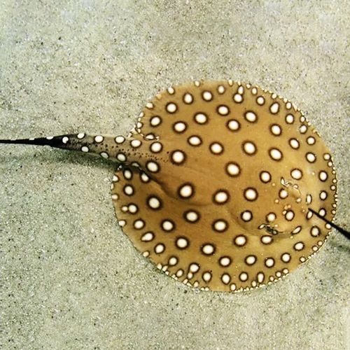 易萌 皇冠黑白魟鱼活鱼热带淡水观赏鱼珍珠米克斯黑金魔鬼鱼活体 珍珠