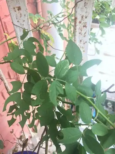 蔷薇花叶子变成这样了是怎么回事?怎么办呀?