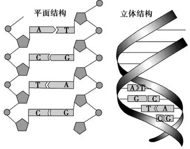 沃森和克里克发现了dna双螺旋结构dna分子的两条链之间通过氢键结合