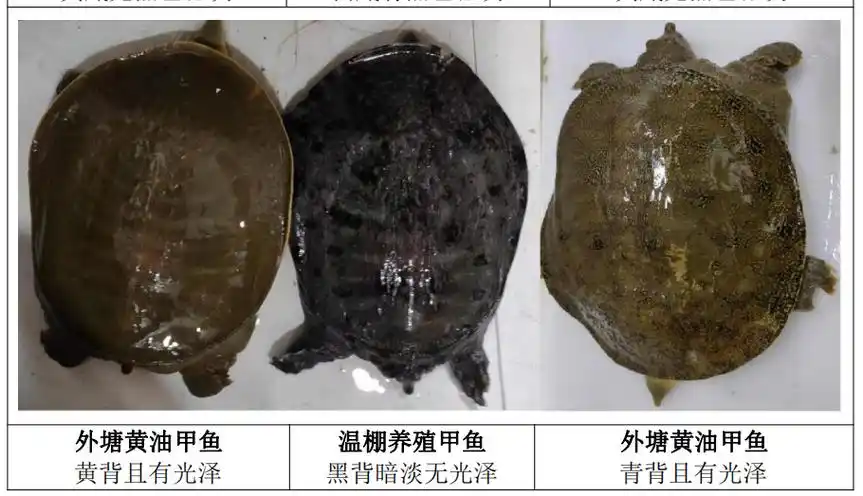 仿生态养殖甲鱼和温棚养殖甲鱼的区分