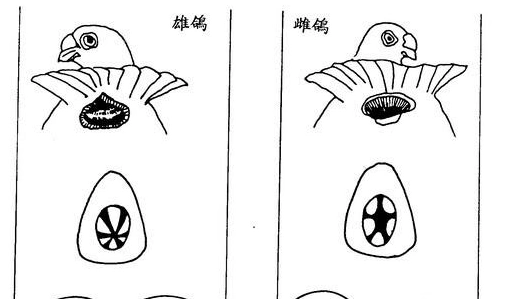 雌雄鸽是这样鉴别的!幼鸽鉴别雌雄也简单!