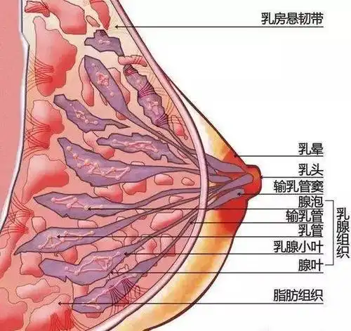 医学上,乳房长这样.