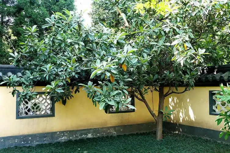 庭有枇杷树……亭亭如盖