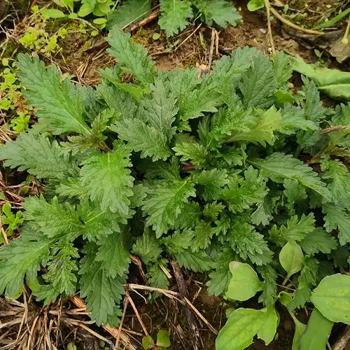 马鞭新鲜铁马甲边蜻蜓燕尾草野荆芥500g中草药其他药食同源食品
