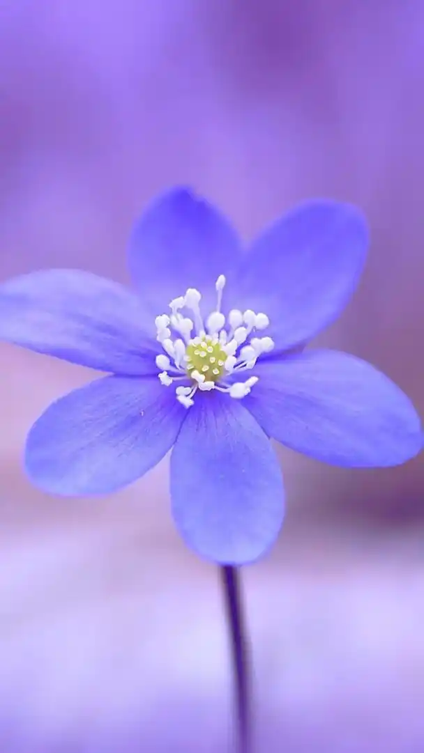 鲜花手机壁纸第3期|姹紫嫣红