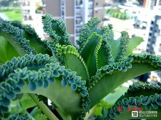 打不死的"入侵植物",叶肥花好看,落地就生根,还能嫁接长寿花