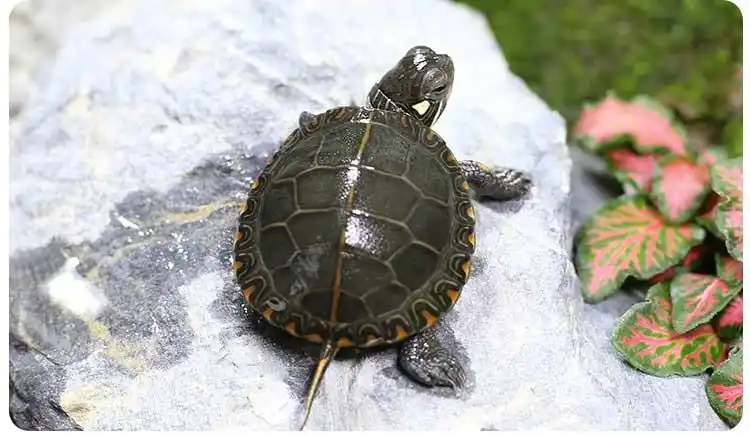 深水龟西锦龟活物外塘饲养观赏活体龟长寿龟小乌龟活物 6-7cm一只