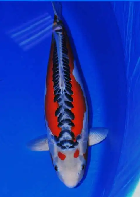 80厘米的大秋翠 - 锦鲤 - cta南美水族