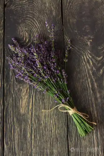 深色木板背景下的清新芳香的薰衣草花束