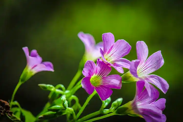 超美的紫色小花