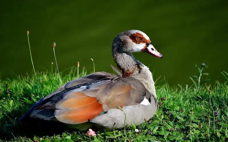 下载1680x1050 野鸭,草,湖 桌布, 图片