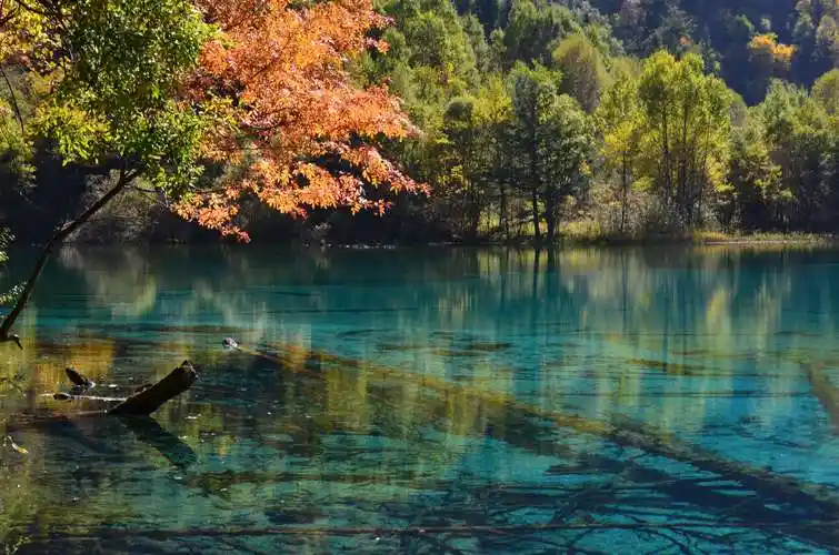 《秋天的童话 __九寨沟 》摄影:王永军 编辑:王永军