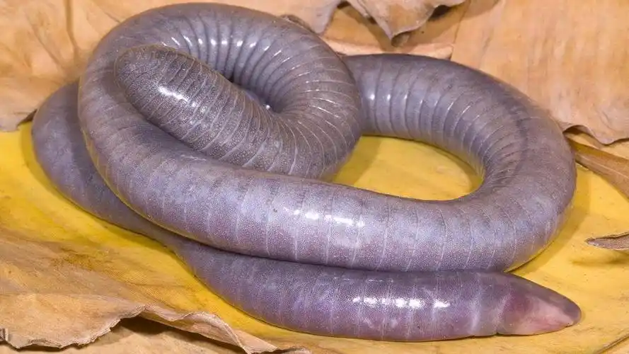南美森林中出现近两米长的巨型蚯蚓,曾被许多作家称为异形