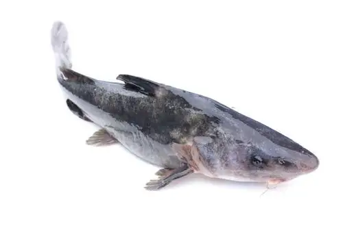 湖北群鱼荟水产科技有限公司