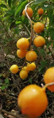 果实金黄,果实可药用! 长如串串金珠!