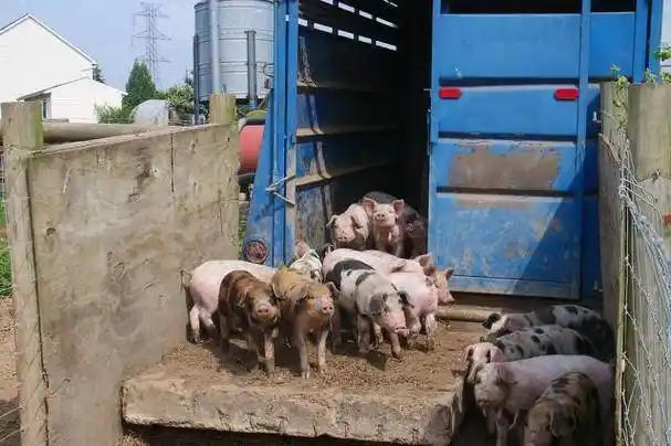 一个13岁初一的小男孩,语文考试不及格,被父亲关在猪笼子里虐待_妻子