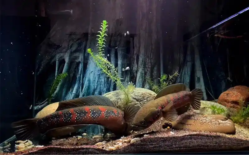 珍珠赤雷龙红斑月鳢