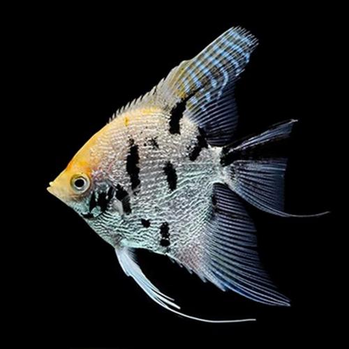 神仙鱼燕鱼热带淡水观赏鱼埃及红背秘鲁海鸥红头三色新手适宜包邮