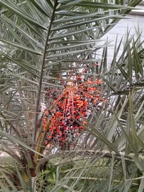 谁知道海南这种野果子叫什么?