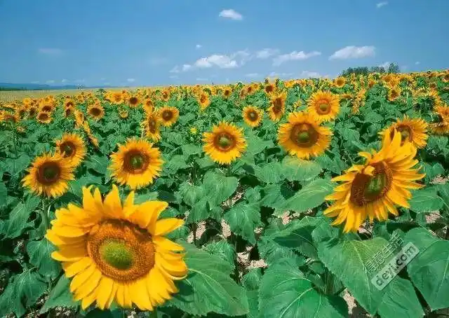 北海道 | 夏天应该是什么样子的?