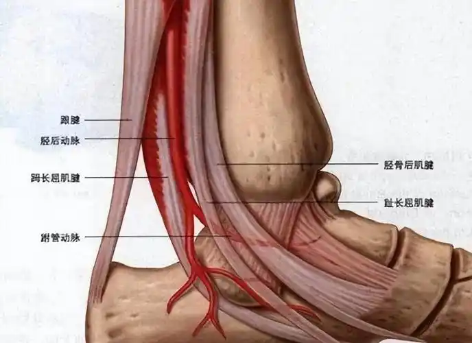 「穴位」看内踝关节的4个穴位,探秘经络的循行规律!