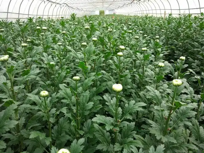 铁匠乡中井村鲜切花基地菊花白扇含苞待放