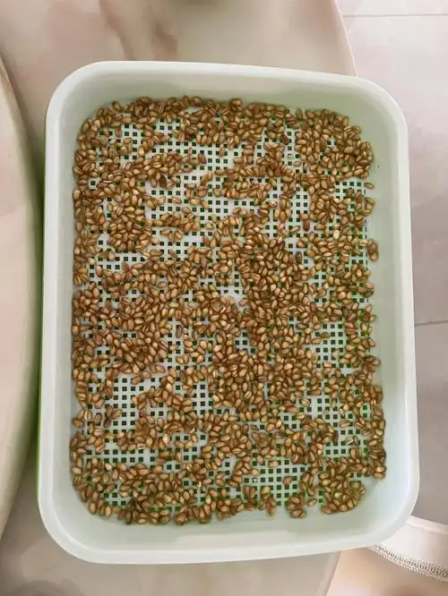 种下种子收到一盆猫草