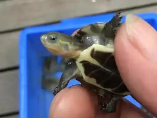 黄喉拟水龟北种石金钱龟苗 纯种小青头苗子三黄龟苗 宠物乌龟活体