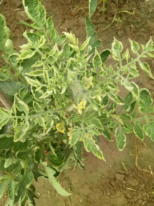 请老师看看我的番茄是病毒病吗?