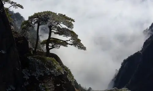 安徽黄山奇松风景图片