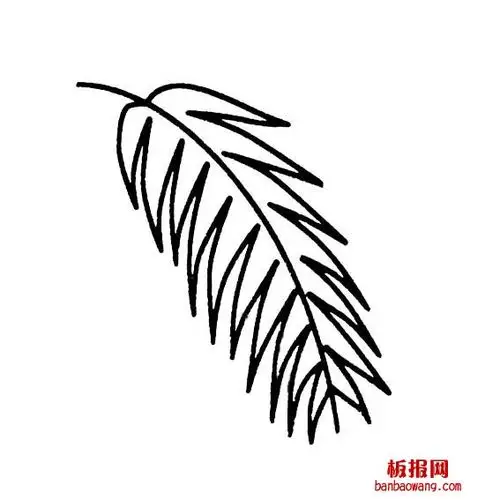 树叶的画法椰子树的叶子