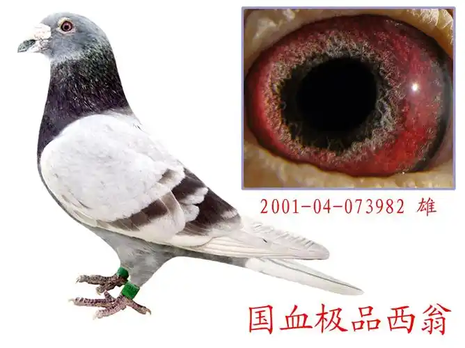 国血极品西翁-卧龙轩-中信网爱鸽商城