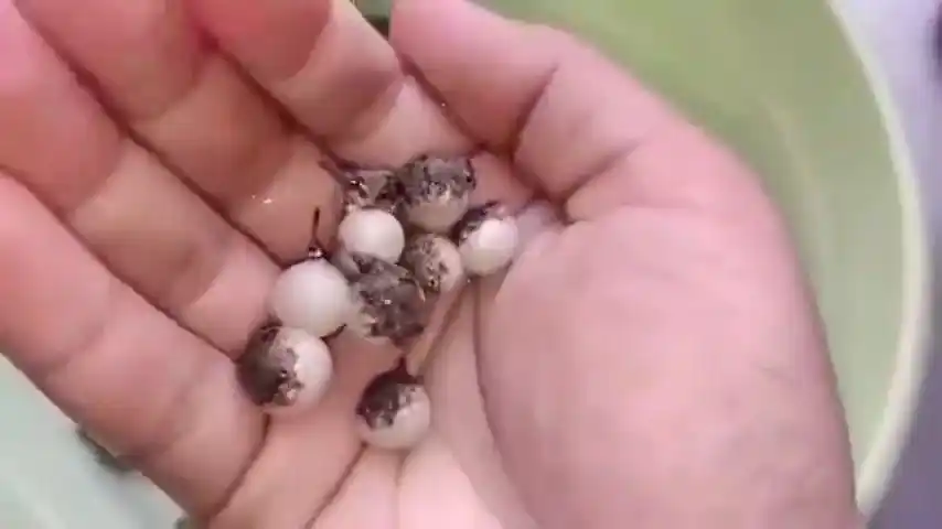 河豚宝宝鼓起来的样子也太可爱了