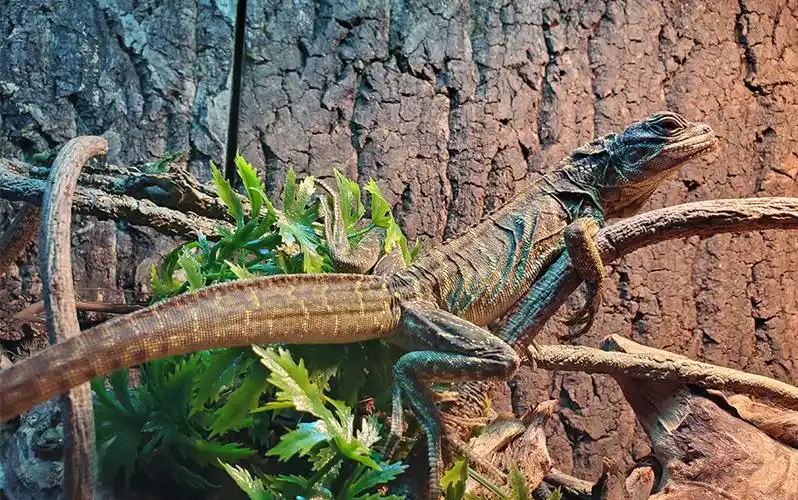 吃南瓜的斑帆蜥