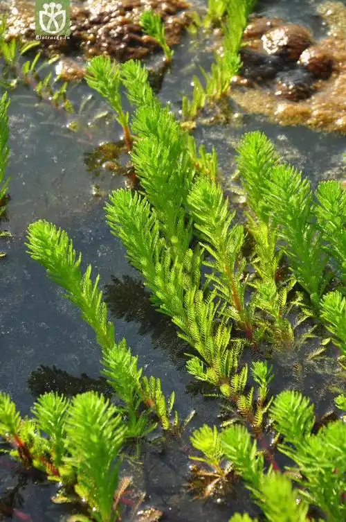 【狐尾藻】小苗水生植物大量供应基地直销水藻水草苗木品种齐全