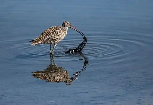 鹬,鸟,野生动物,水禽,涉禽,觅食,优雅,迁徙,候鸟,保护,环境,飞翔