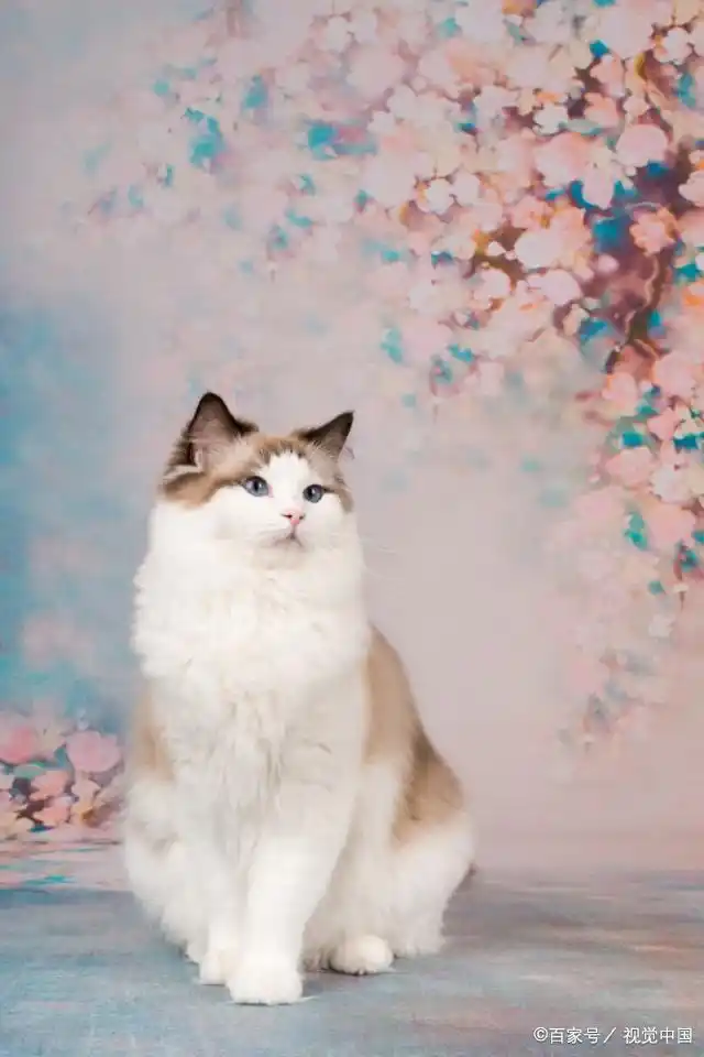 布偶猫,静静地做个不食人间烟火的小仙女