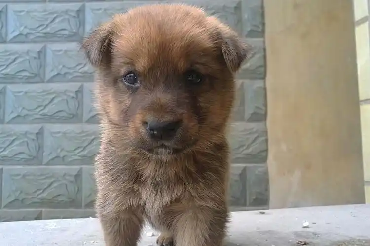 大家帮我看看这条狗是什么狗?