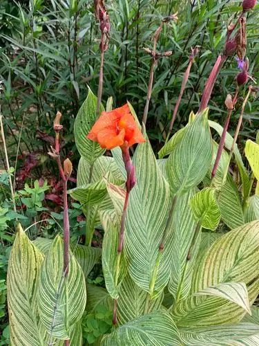 花叶美人蕉.办公室前花境