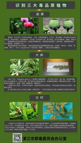 世界三大毒品原植物