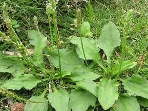 小便不通,尿路感染难受,农村的猪耳朵可去除困苦!