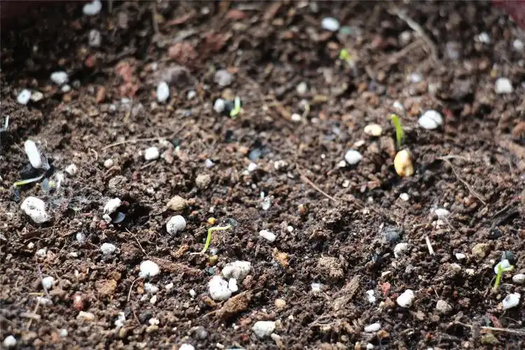 四天前播的葱籽瞬间发芽啦,嘎嘎!