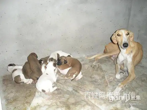 如何训练山东老滑条犬的速度更快